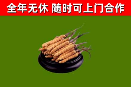 民丰县回收散虫草
