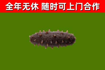 民丰县回收海参干